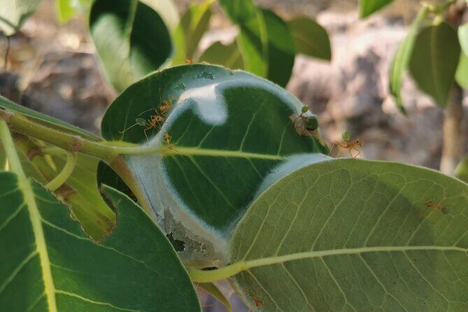 Litchfield Premium Day Tour, 10 guests only, lunch included - FAQ