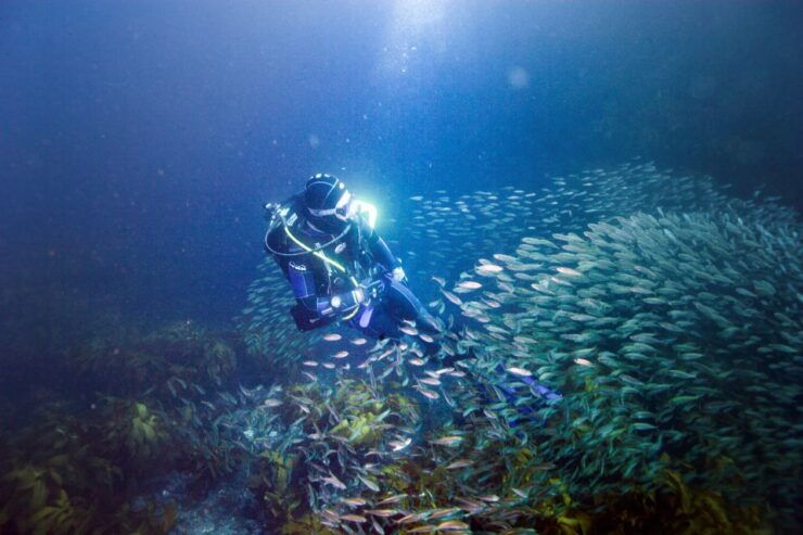 Little Barrier Island: Full-Day Scuba Dive Charter - Activity Details