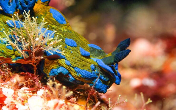 Little Barrier Island: Full-Day Scuba Dive Charter - Experience