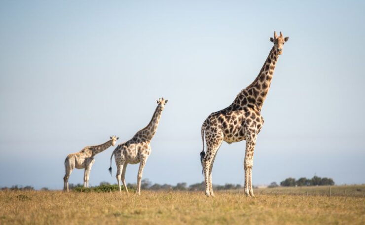 Little Brak River: Botlierskop Guided Game Drive - Good To Know