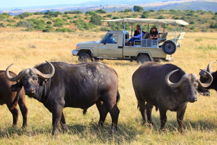 Little Brak River: Botlierskop Guided Game Drive - Experience Highlights