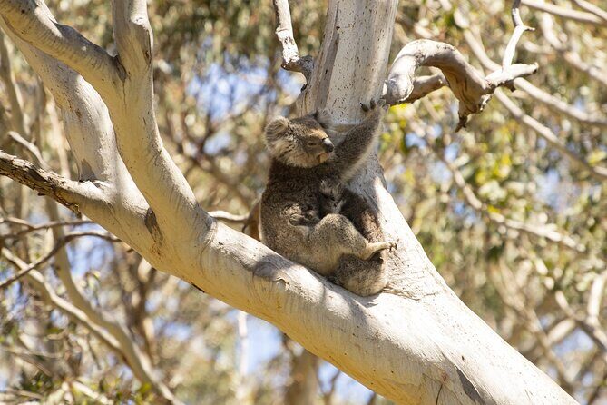 Little Koala Walking Tour - Exploring the Little Koala Walking Tour: A Genuine Nature Encounter on Kangaroo Island