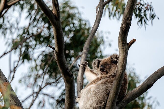 Little Koala Walking Tour - Good To Know