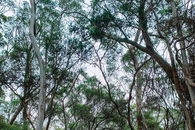 Little Koala Walking Tour - Authentic Perspectives from Past Participants