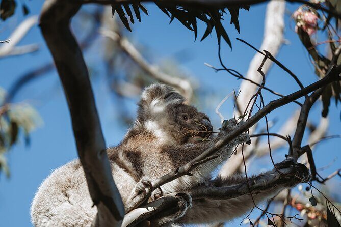 Little Koala Walking Tour - Final Thoughts: Who Will Love This Tour?