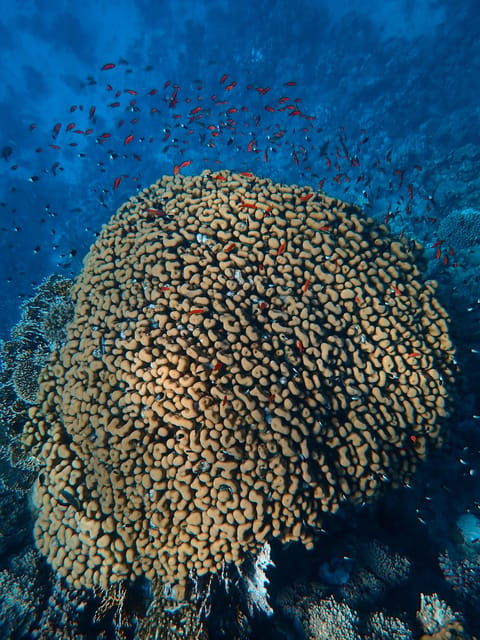 Little Tobago: Glass Bottom Boat Tour - Natural Attractions