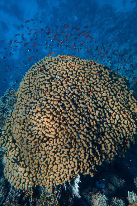 Little Tobago: Glass Bottom Boat Tour - Natural Attractions