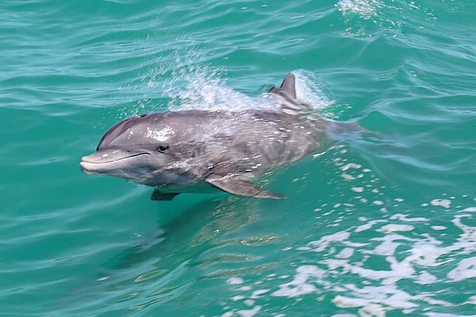 Little Toot Dolphin Adventure at Clearwater Beach - Clearwater Beach Tour on Little Toot