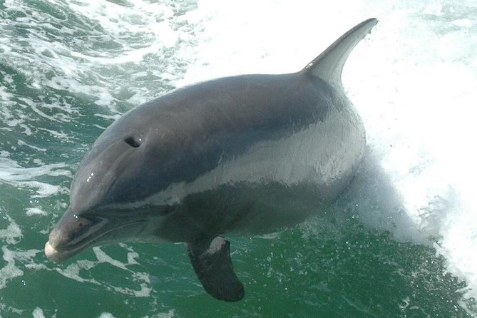 Little Toot Dolphin Adventure at Clearwater Beach - Important Tour Details and Information