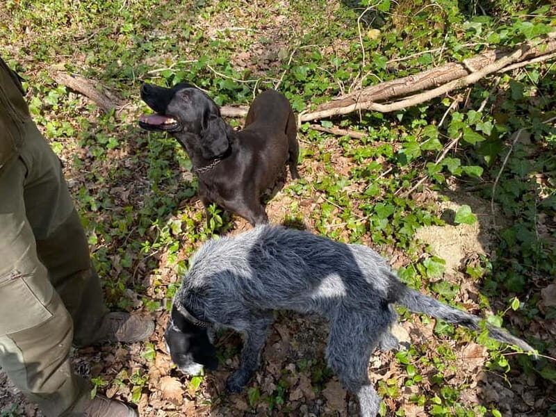 Livade: Guided Truffle Hunting Walking Tour - An Authentic Taste of Istria’s Truffle Culture