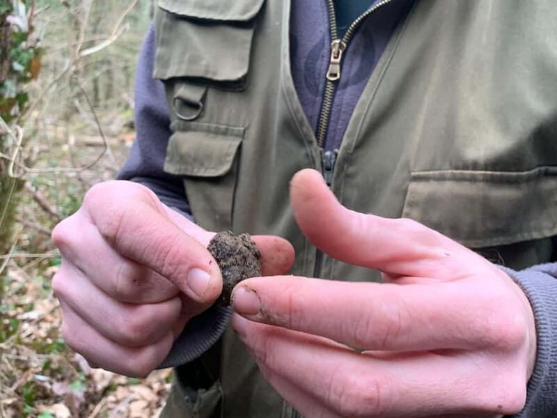 Livade: Guided Truffle Hunting Walking Tour - Learning from a Master: Nikola’s Expertise