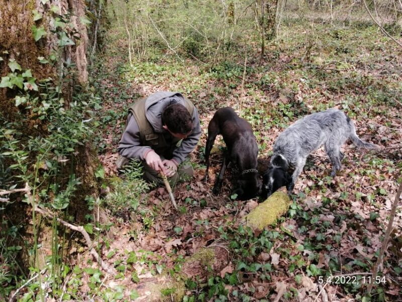 Livade: Guided Truffle Hunting Walking Tour - Authentic and Educational – The Real Value of the Tour