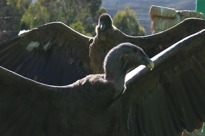 Live a Mystic Experience of Blessings of the Andean Condor - The Andean Condor: A Majestic Creature