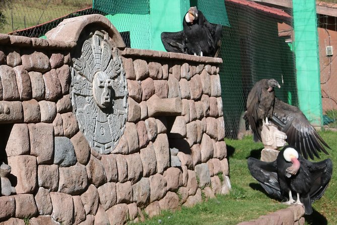 Live a Mystic Experience of Blessings of the Andean Condor - Discover the Spiritual Significance of the Andean Condor