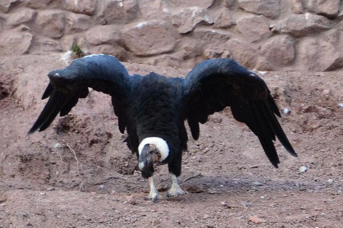 Live a Mystic Experience of Blessings of the Andean Condor - Connecting With the Andean Condors Ancient Wisdom
