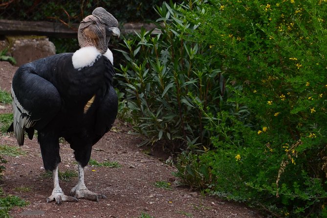 Live a Mystic Experience of Blessings of the Andean Condor - Rituals and Ceremonies Involving the Andean Condor