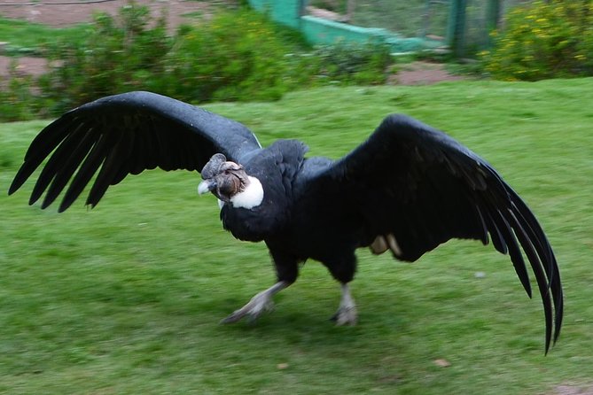 Live a Mystic Experience of Blessings of the Andean Condor - Experience the Transcendental Power of the Andean Condor