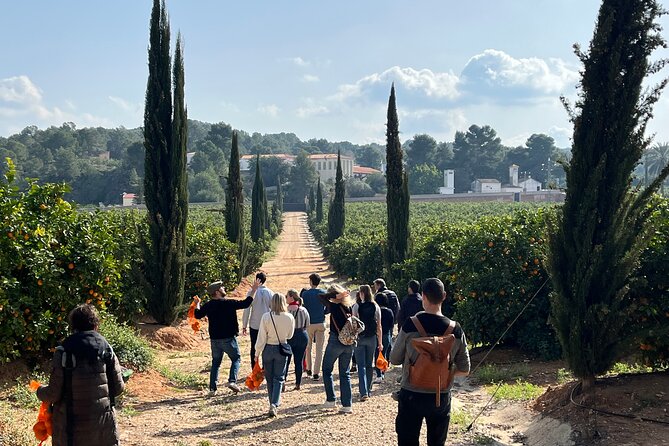 Live an Experience Among Orange Trees in Huerto Ribera - Location and Activities