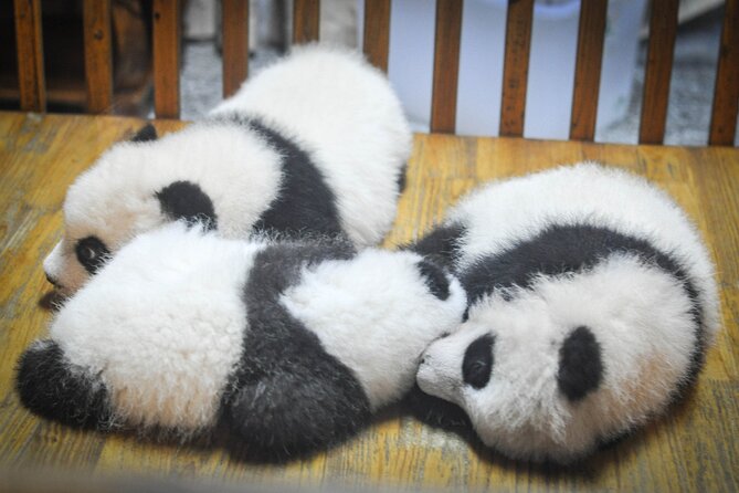 LIVE Streaming: Meet Pandas at Chengdu Research Base of Giant Panda Breeding - Meeting and Pickup Information