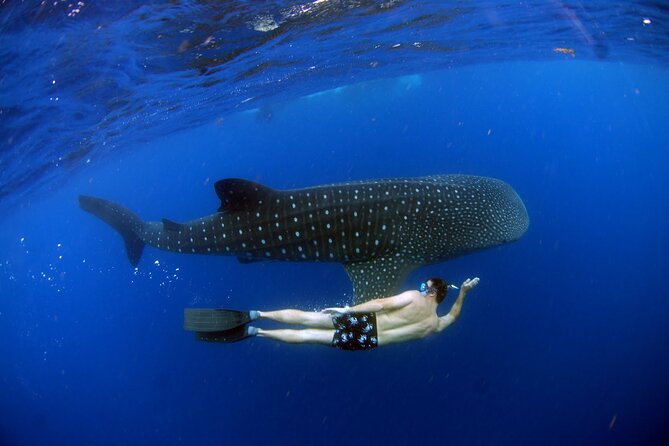 LIVE the Experience of Swim With the Whale Shark. - Pricing and Booking