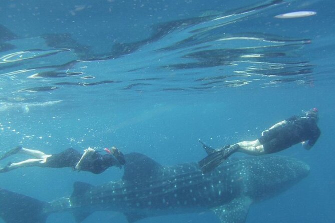LIVE the Experience of Swim With the Whale Shark. - Tour Overview