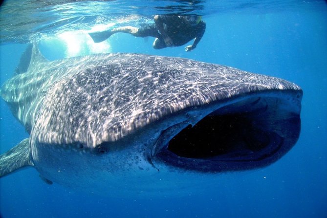 LIVE the Experience of Swim With the Whale Shark. - Whale Shark Facts