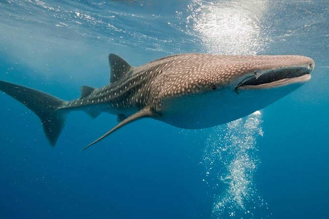 LIVE the Experience of Swim With the Whale Shark. - Safety Guidelines
