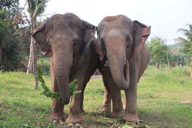 Living Green Elephant Sanctuary Experience near Bangkok & Pattaya - A Detailed Look at the Experience