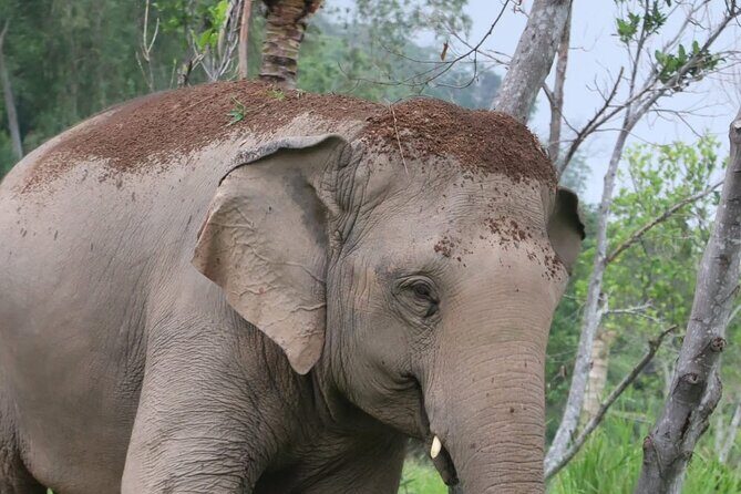Living Green Elephant Sanctuary Experience near Bangkok & Pattaya - The Sum Up