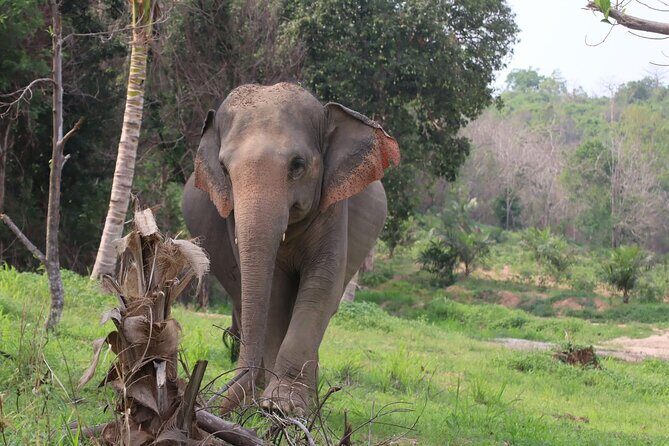 Living Green Elephant Sanctuary Experience near Bangkok & Pattaya - What’s included and how the day unfolds