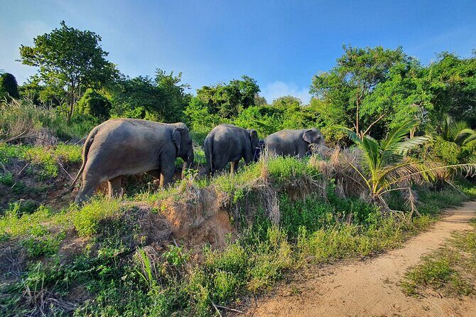 Living Green Elephant Sanctuary Experience near Bangkok & Pattaya - Trekking to the mountain viewpoint