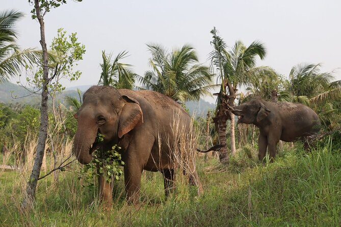 Living Green Elephant Sanctuary Experience near Bangkok & Pattaya - Lunch and after the trek