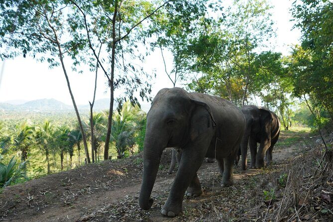 Living Green Elephant Sanctuary Experience near Bangkok & Pattaya - Photo opportunities and additional insights