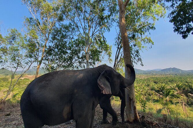 Living Green Elephant Sanctuary Experience near Bangkok & Pattaya - Travel logistics and group size
