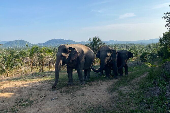 Living Green Elephant Sanctuary Experience near Bangkok & Pattaya - Practical tips