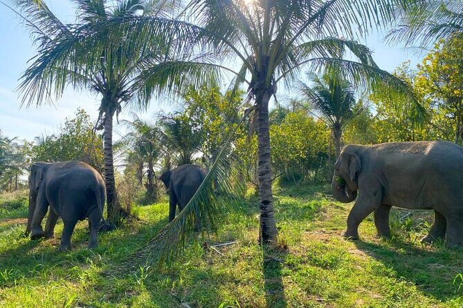 Living Green Elephant Sanctuary Tour from Bangkok and Pattaya - Transport and Logistics