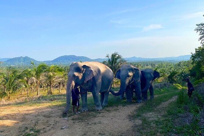 Living Green Elephant Sanctuary Tour from Bangkok and Pattaya - Pricing and Value
