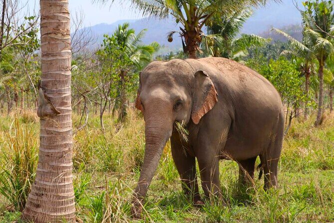 Living Green Elephant Sanctuary Tour from Bangkok and Pattaya - Authentic Experiences and Highlights