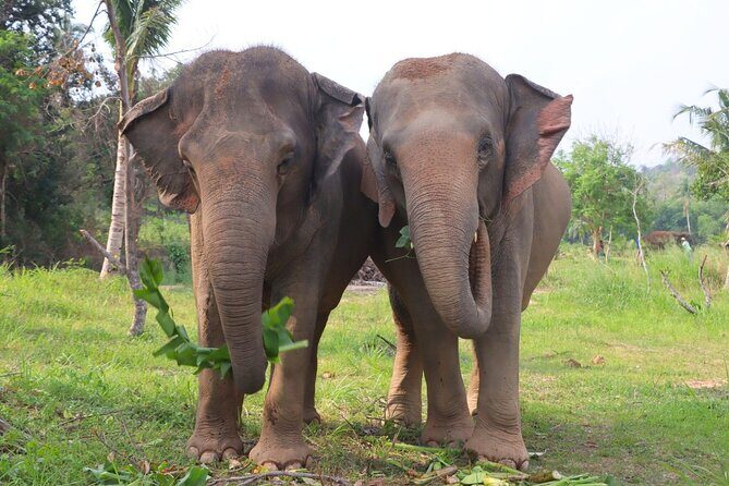 Living Green Elephant Sanctuary Tour from Bangkok and Pattaya - Practical Tips for Visitors