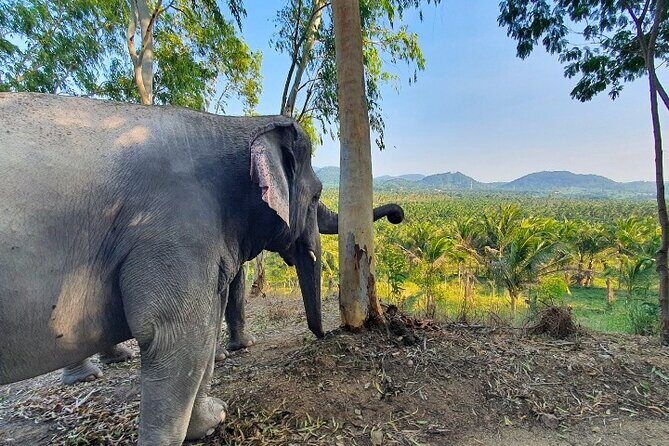 Living Green Elephant Sanctuary Tour from Bangkok and Pattaya - The Sum Up