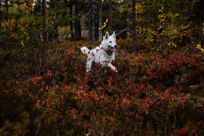 Living off the Land, Foraging Tour in Rovaniemi - Foraging Experience
