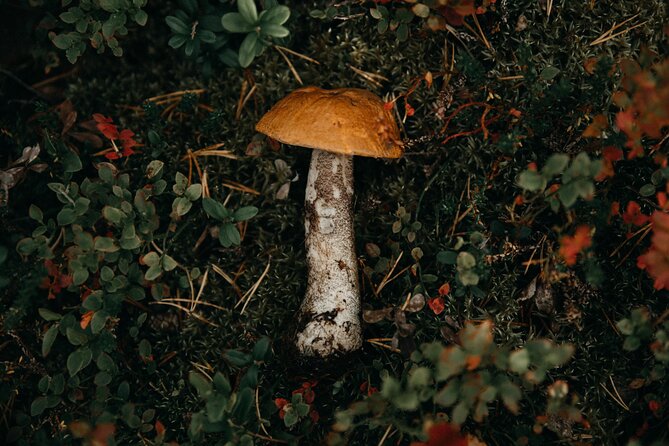 Living off the Land, Foraging Tour in Rovaniemi - Expert Guidance