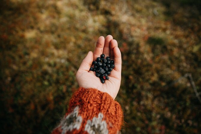 Living off the Land, Foraging Tour in Rovaniemi - Sustainable Foraging Practices