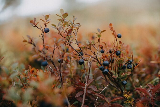 Living off the Land, Foraging Tour in Rovaniemi - The Sum Up