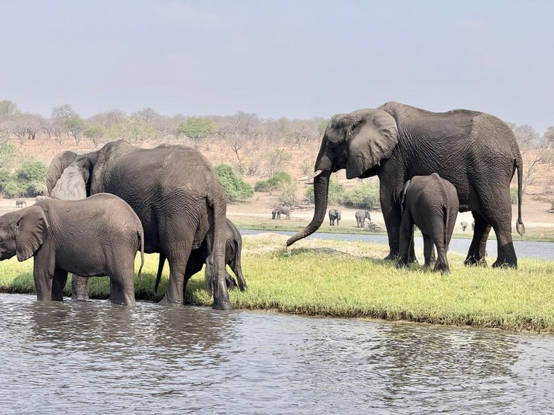 Livingstone Full-Day Chobe River & National Park Safari - What to know before you book