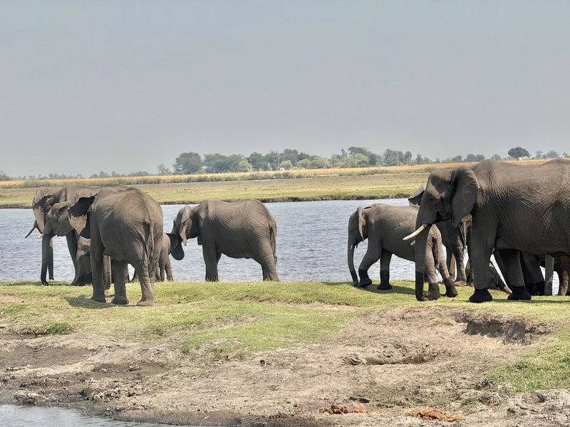Livingstone Full-Day Chobe River & National Park Safari - A full day linking Livingstone and Chobe