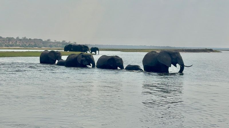 Livingstone Full-Day Chobe River & National Park Safari - Morning in Chobe National Park
