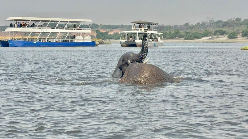 Livingstone Full-Day Chobe River & National Park Safari - Who will get the most from this safari