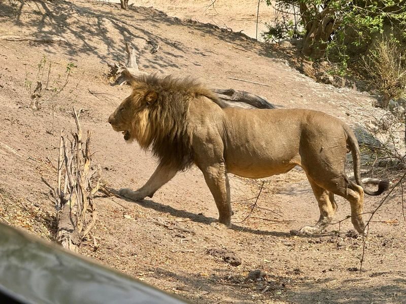 Livingstone Full-Day Chobe River & National Park Safari - Booking details worth checking