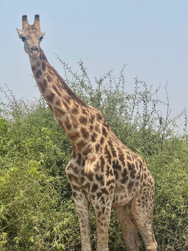 Livingstone Full-Day Chobe River & National Park Safari - Should you book it?